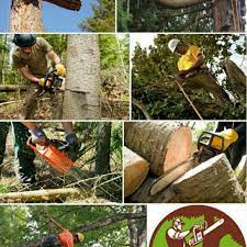 Tree Trimming Or Removal Services