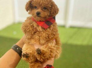 Teacup Poodle Puppies for sale
