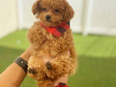 Teacup Poodle Puppies for sale