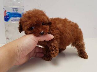 poodle puppies available